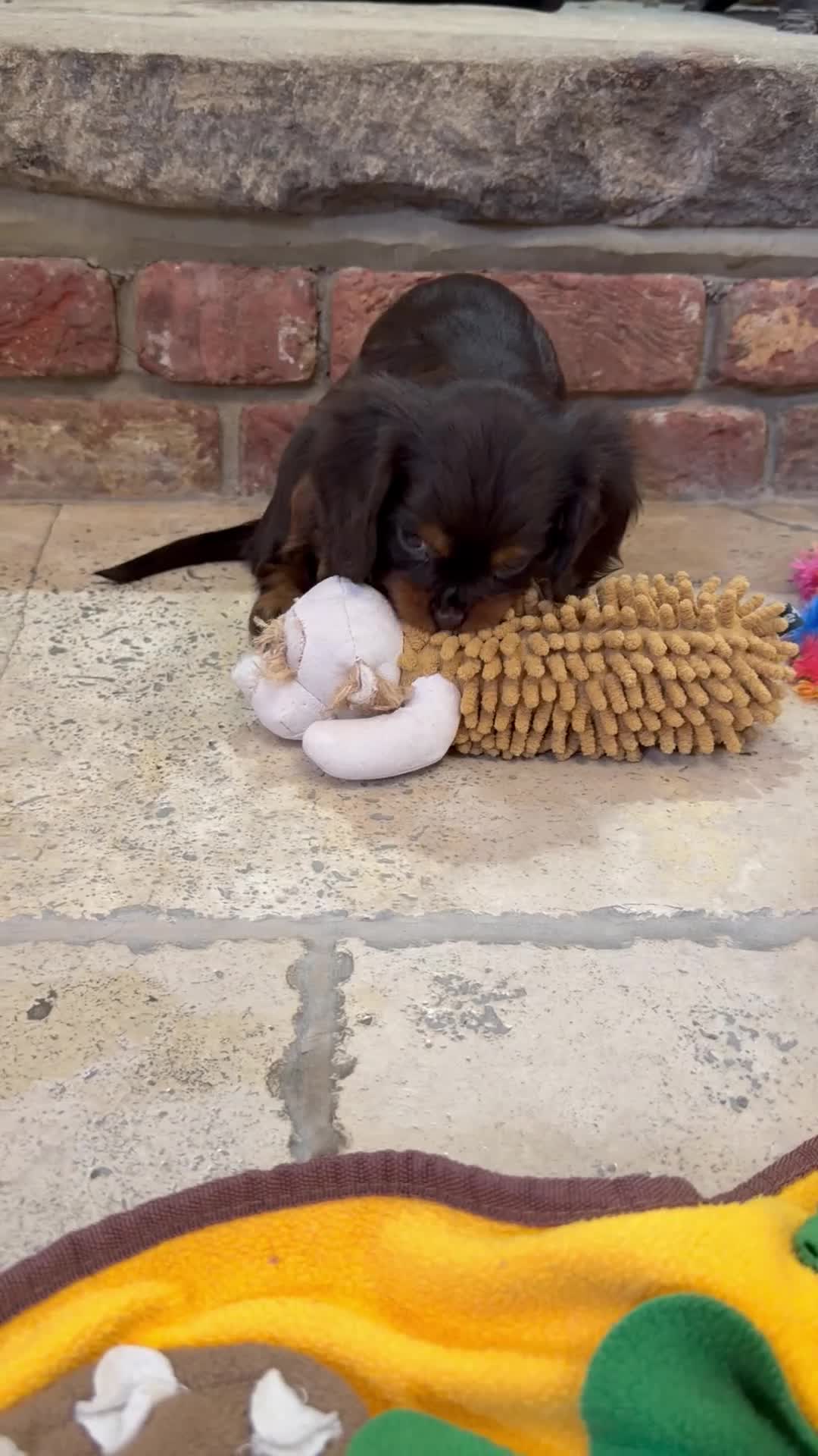 Cavalier King Charles Spaniel dogs for sale: Chocolate and Tan Exst heKth texted puppies  - Video 2