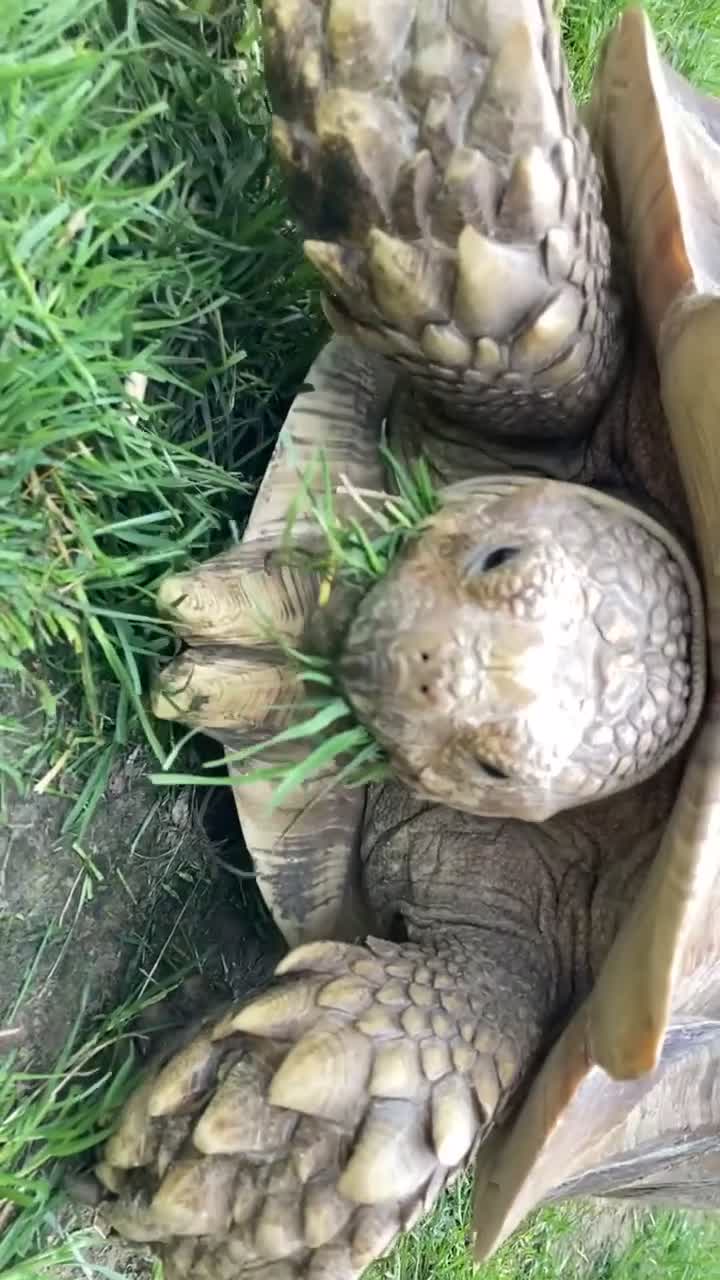 Tortoise reptiles for sale: Sulcata tortoise 19 years old  in Harrogate - Video 2