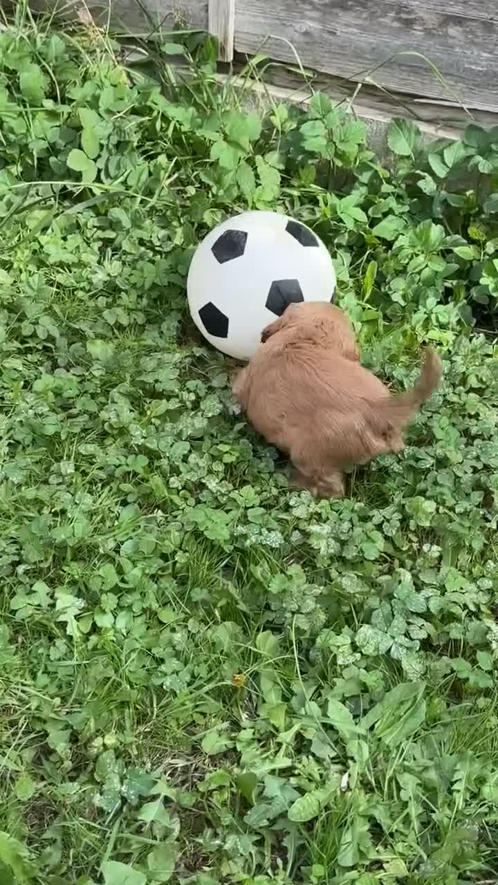 Cocker Spaniel dogs for sale: Cocker Spaniel puppies - Video 3