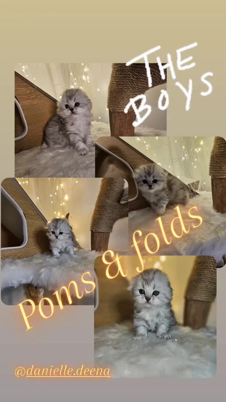 Scottish Fold cats for sale: TICA Scottish fold show quilty kittenss london  - Video 1