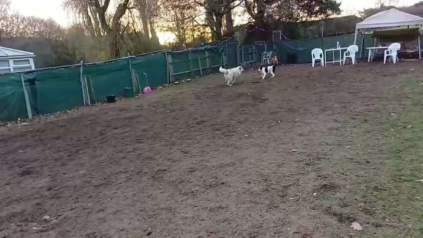 Mixed Breed dogs for adoption: 🐾 Meet MARLEY 🐾 - a Lovely Boy for a Loving Home - Video 3