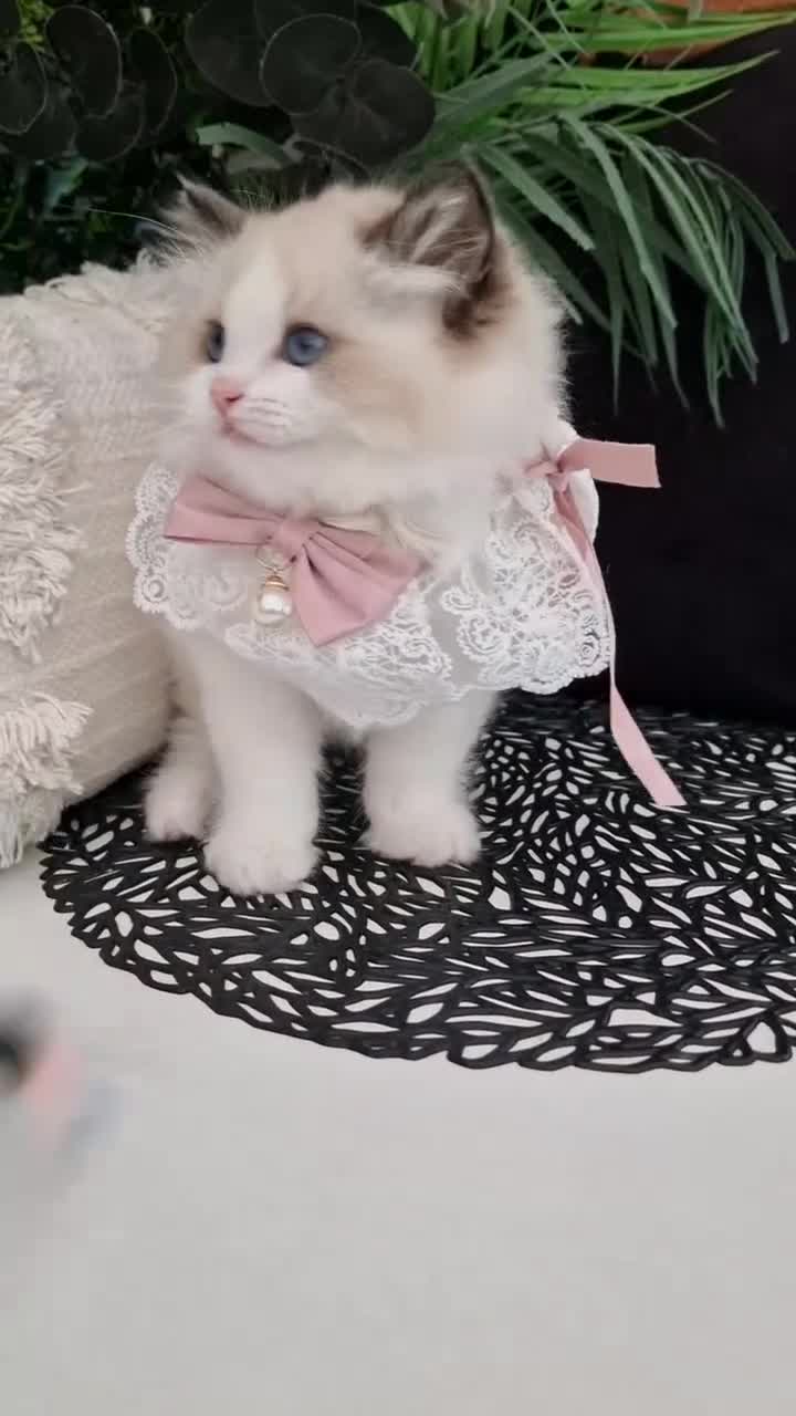 Ragdoll cats for sale: 🩷✨️Lovely Chunky EU kittens✨️🏆TICA Award cattery - Video 2