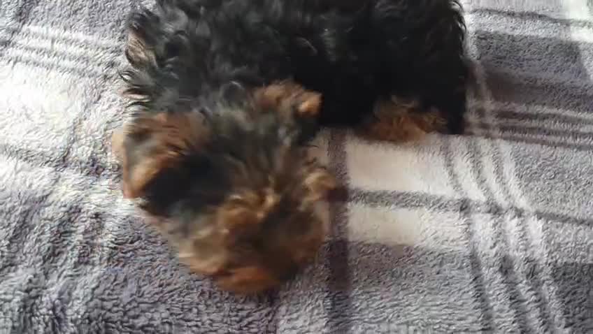Yorkshire Terrier dogs for sale: Yorkshire terrier boys 13 weeks old - Video 1