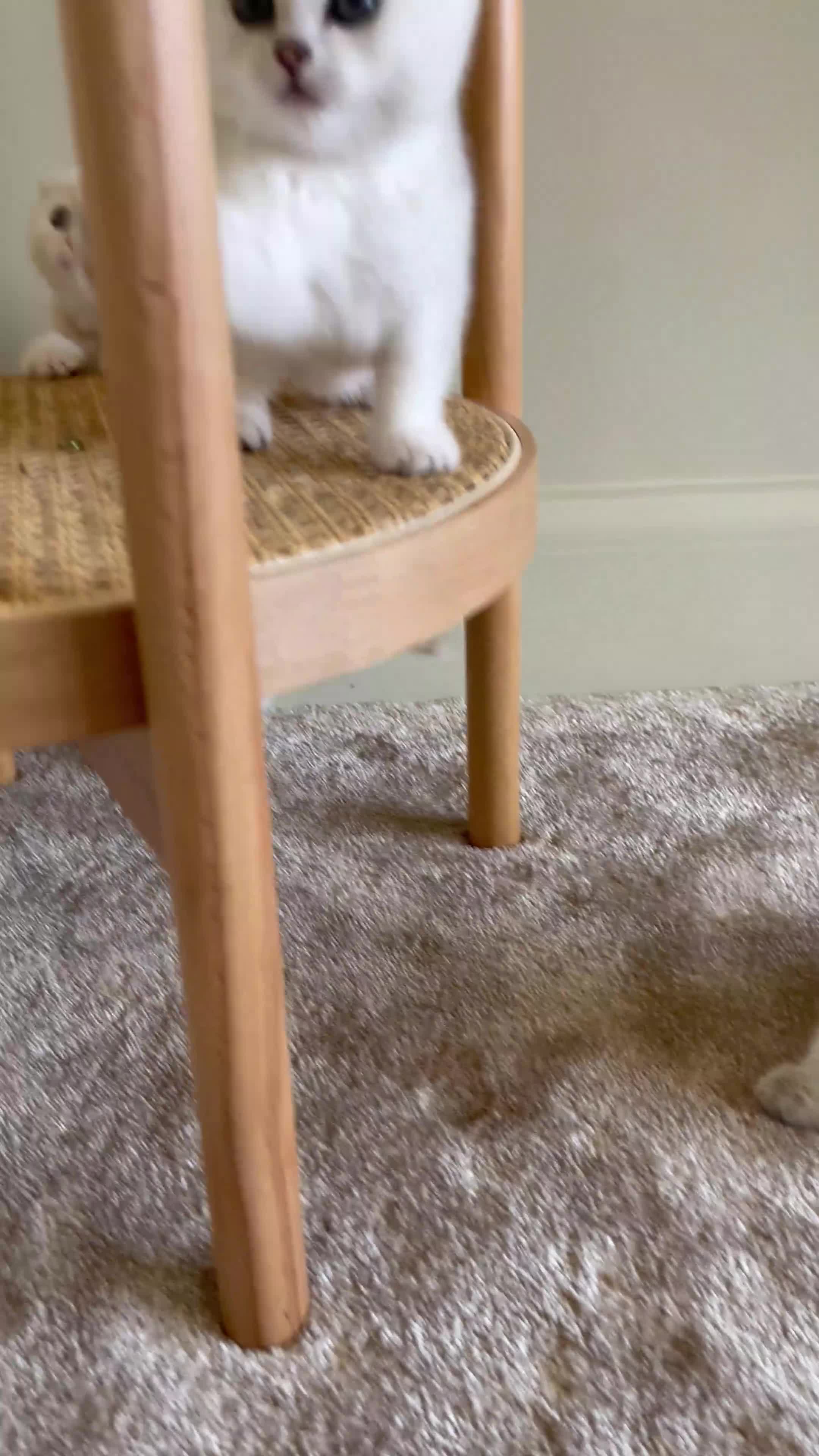 Scottish Fold cats for sale: 3 Unique Scottish Folds! - Video 1