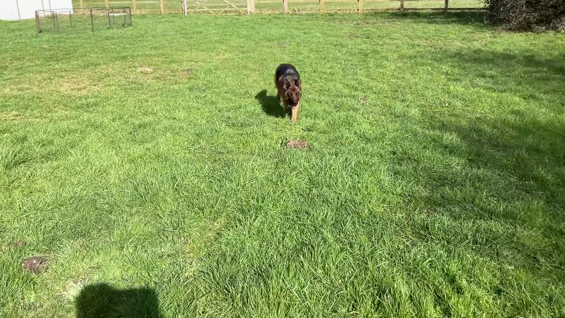 German Shepherd dogs for sale: Retired Bitch Looking For Loving Home - Video 1