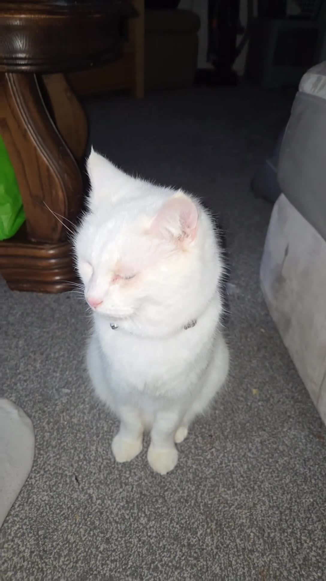 Mixed Breed cats for sale: 9 year old white female - Video 1