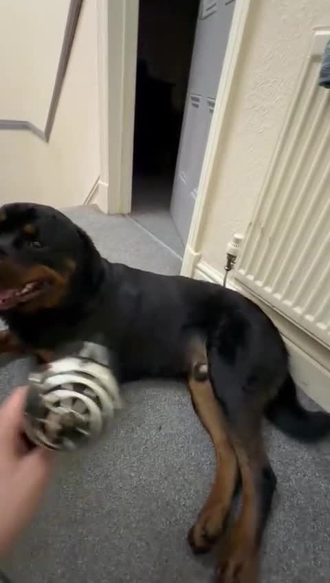 Rottweiler dogs for sale: Dog friendly,funny and beautiful  in Preston - Video 2