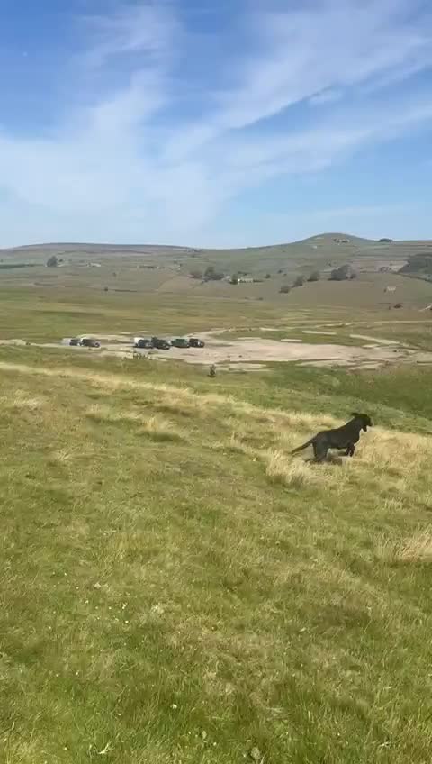 Labrador Retriever dogs for stud: FTW Shooting Vega of Wedgnock (Bluff) - Video 1