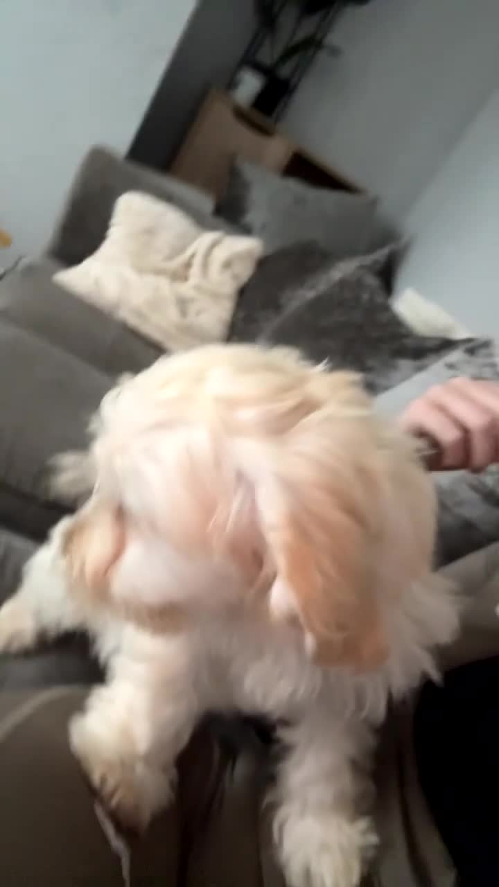 Mixed Breed dogs for sale: Marshie in Harwich - Video 1