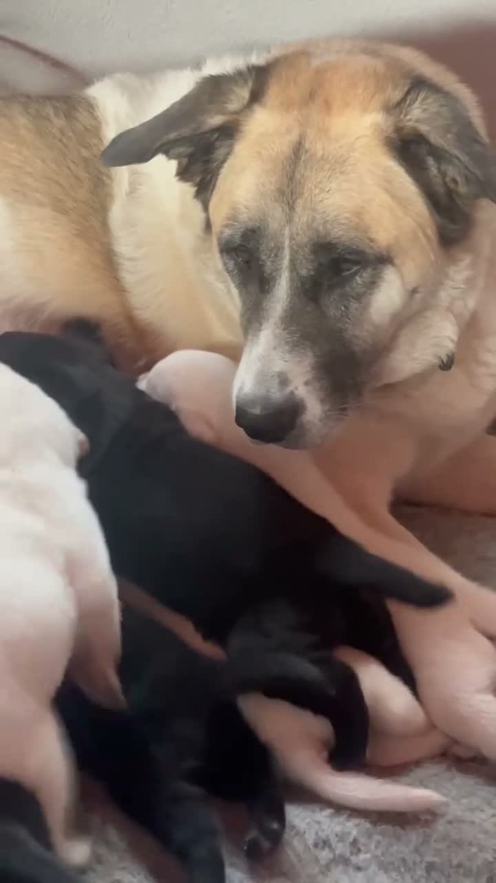 Mixed Breed dogs for sale: Lab+Akita adorable pups in Stansted - Video 1