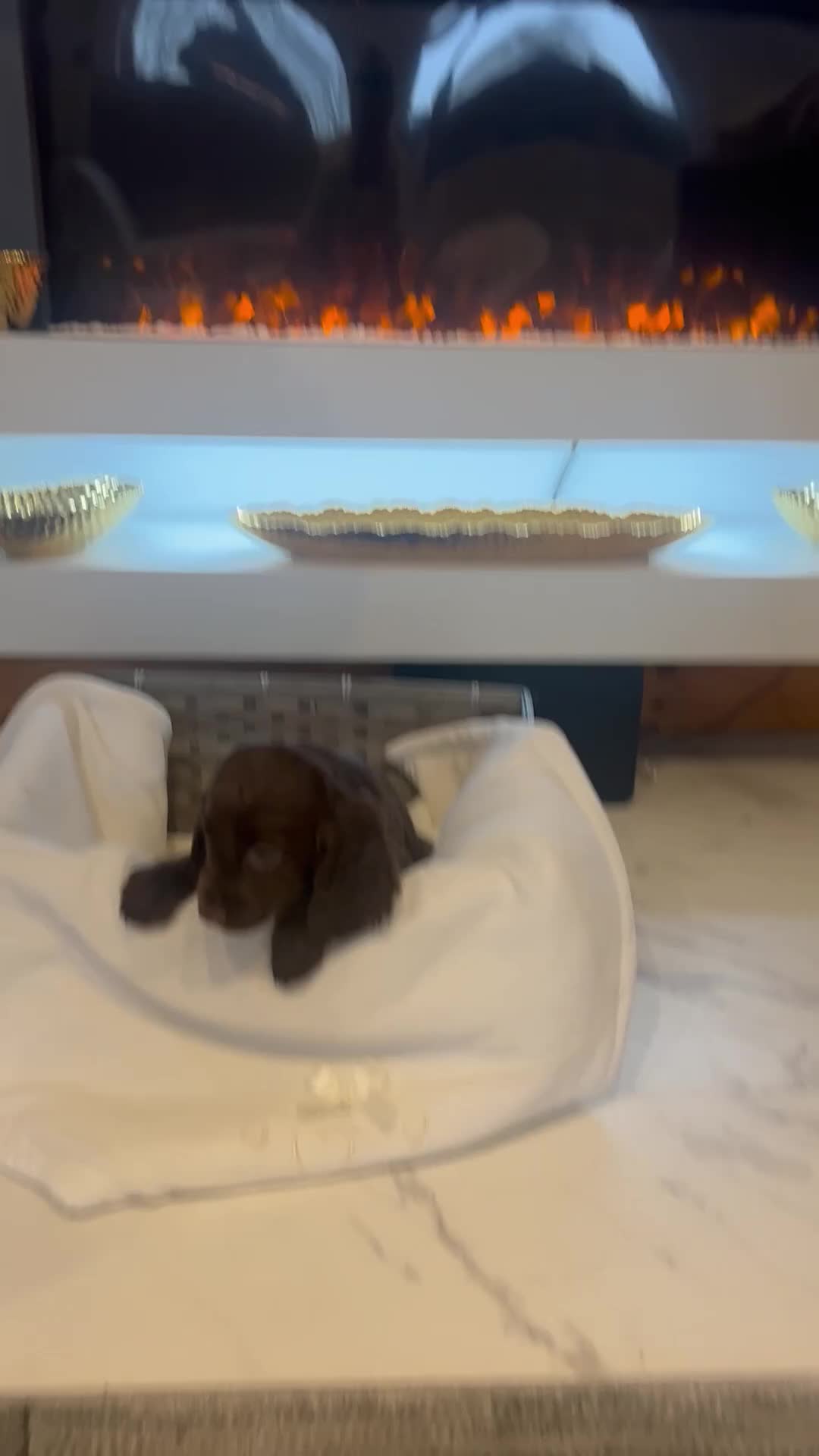 Cocker Spaniel dogs for sale: Rainbow litter cocker spaniel puppies  - Video 4