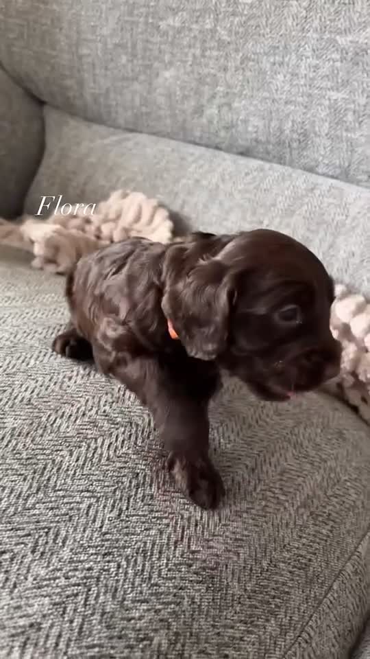 Cockapoo dogs for sale: Only 2 girls left! Gorgeous Cockapoo Puppies 🐾 - Video 3