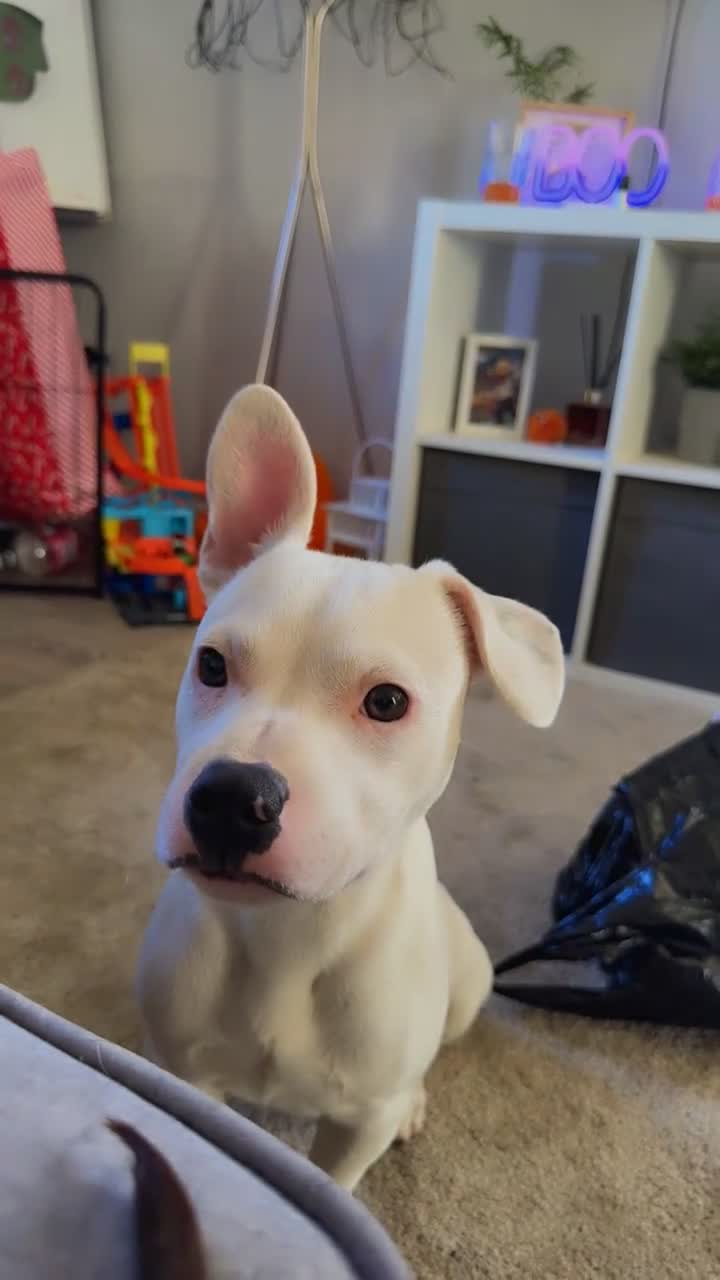 Mixed Breed dogs for sale: 🐾 Staffy x frenchie 🐾 - Video 1