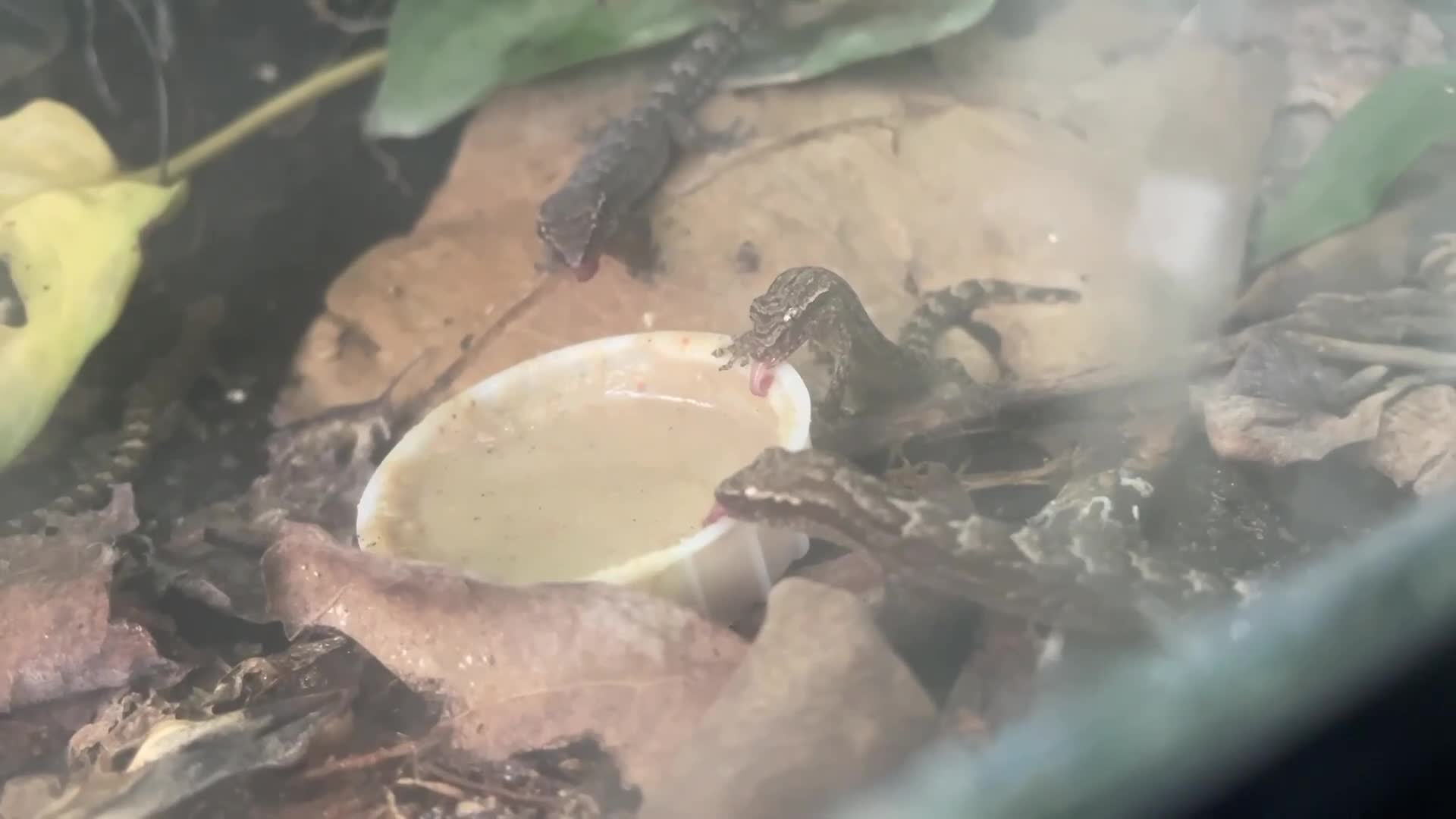 Gecko reptiles for sale: Mourning Gecko Hatchlings - Video 1