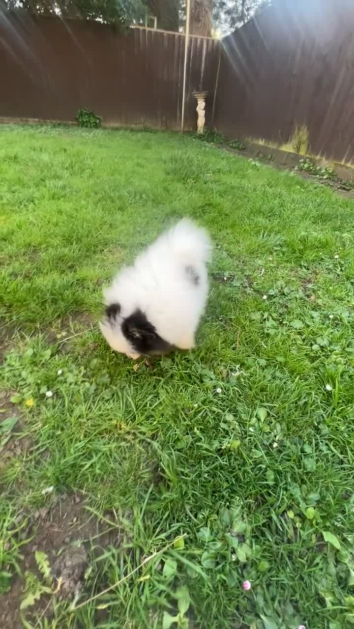 Pomeranian dogs for sale: 5 STAR POMERANIAN PUPPY - Video 1