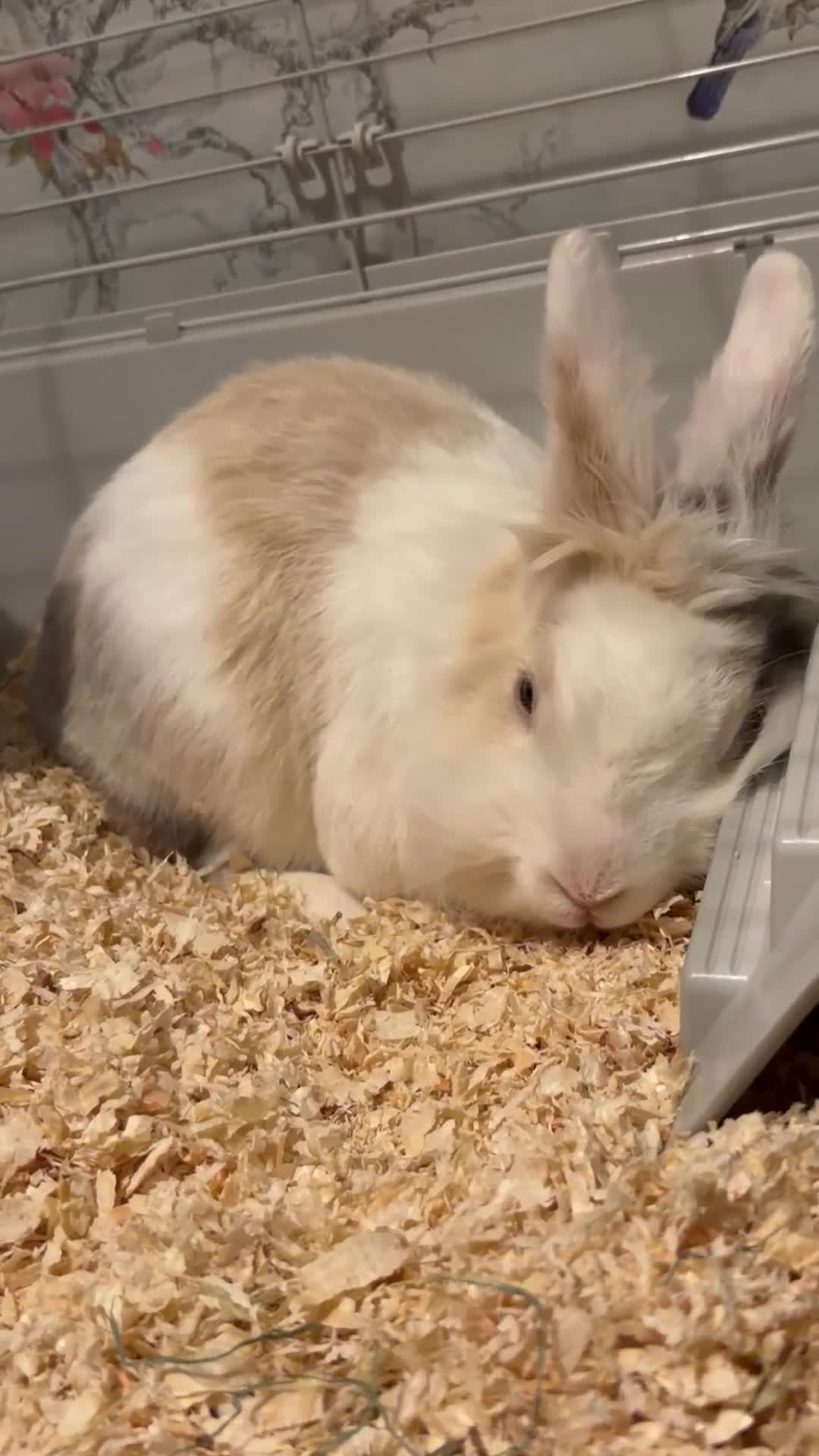 Mixed Breed rabbits for sale: Rabbit for sale  in Swindon - Video 1