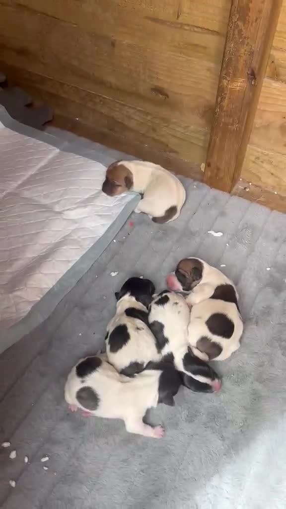 Jack Russell dogs for sale: Jack Russell puppies  in Spalding - Video 1