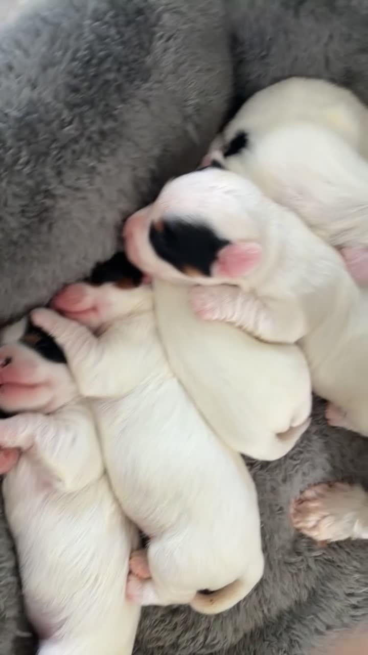 Biewer Terrier dogs for sale: Beautiful biewer terrier puppies 💙🩷 - Video 1
