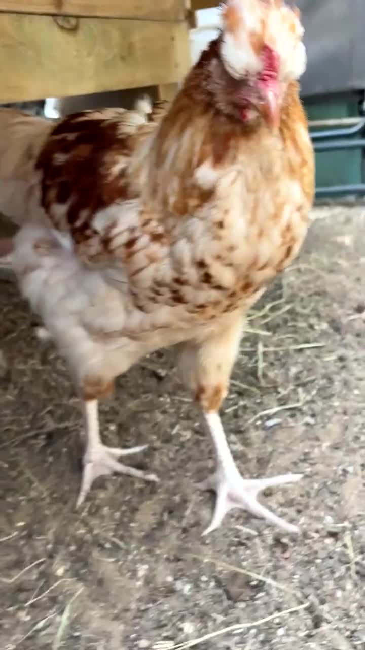 Chickens poultry for sale: friendly young cockerel  - Video 1