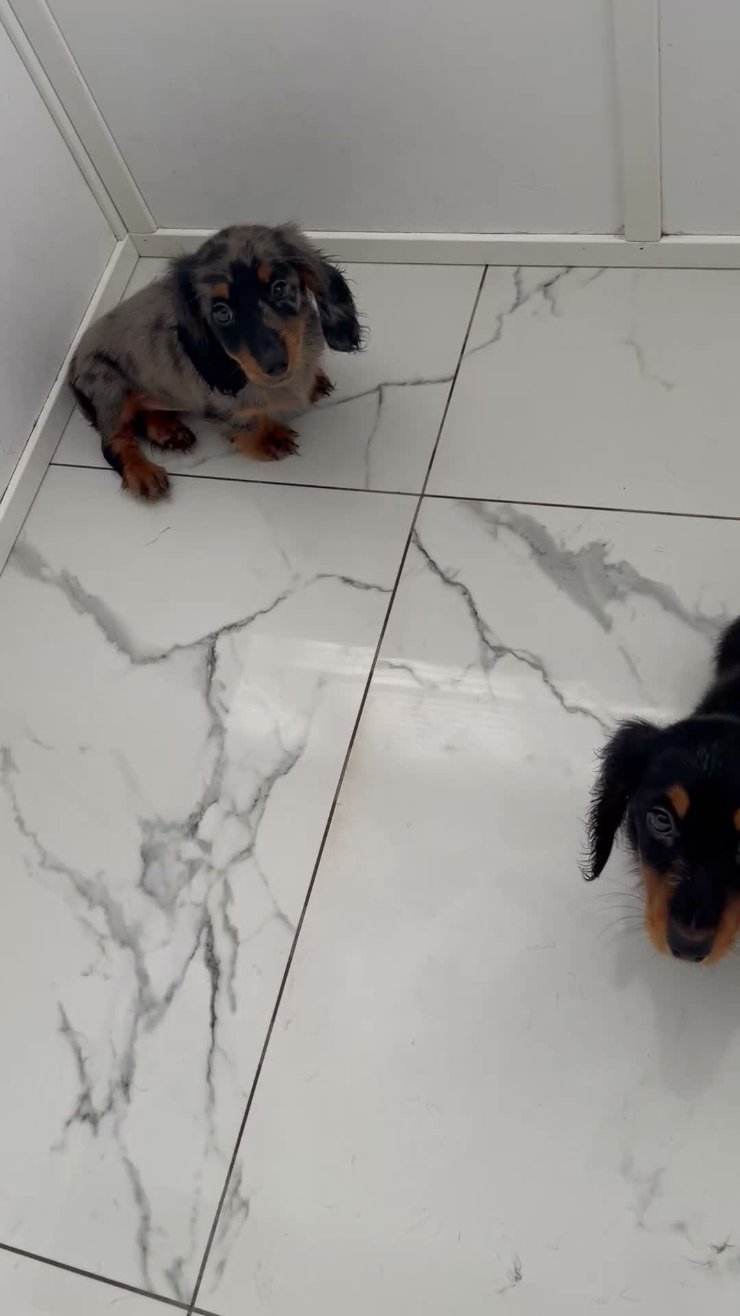 Miniature Dachshund dogs for sale: KC MINIATURE LONG HAIRED DACHSHUNDS  - Video 2