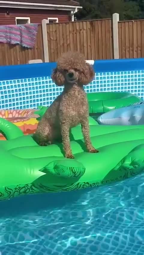 Toy Poodle dogs for sale: Beautiful toy poodle  - Video 1