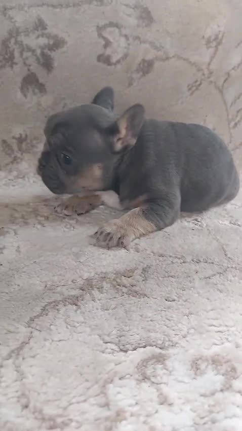 French Bulldog dogs for sale: 2 french bulldogs - Video 2