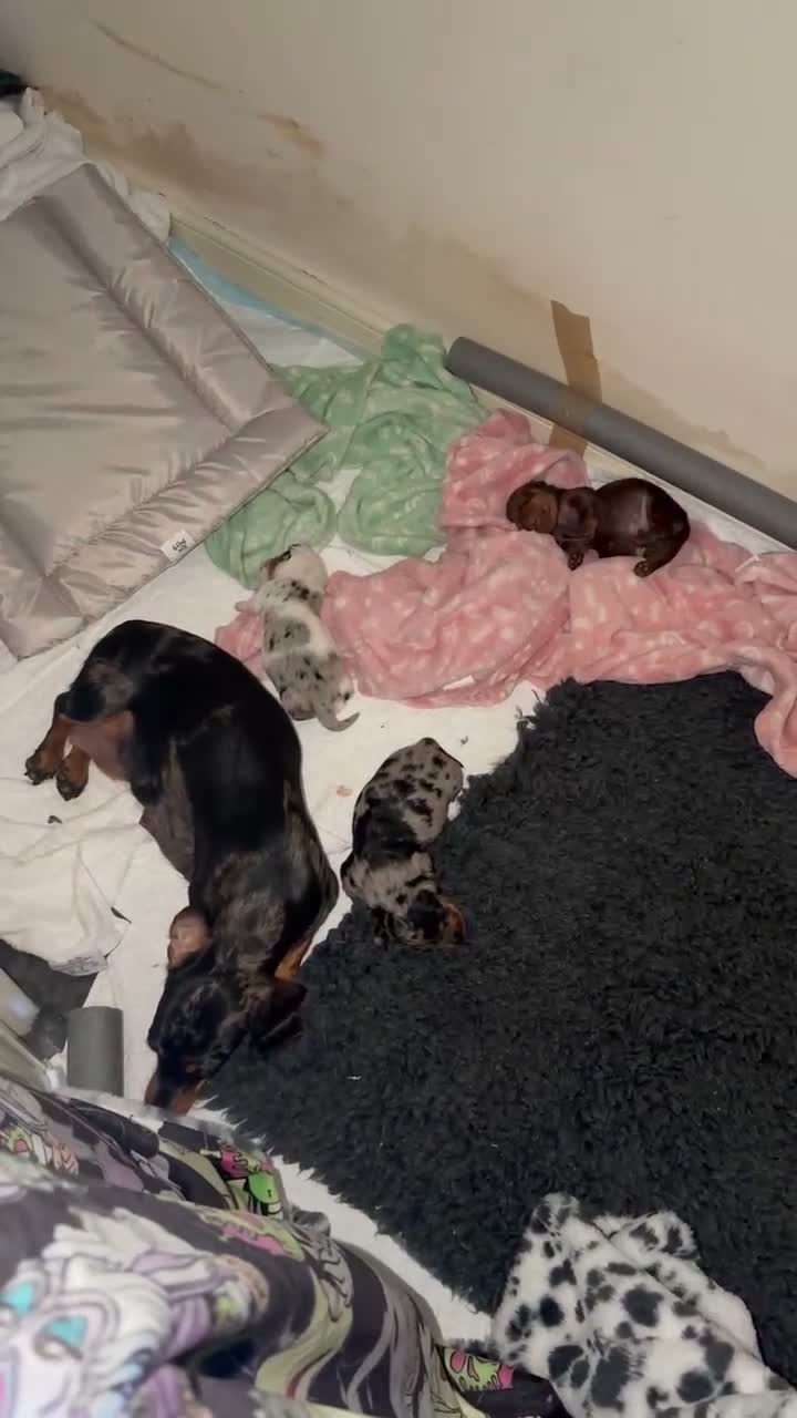 Miniature Dachshund dogs for sale: 5 beautiful mini dashounds  - Video 2