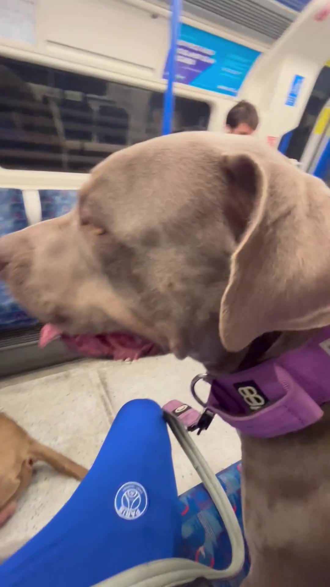 American Bulldog dogs for sale: American bulldog female  - Video 1
