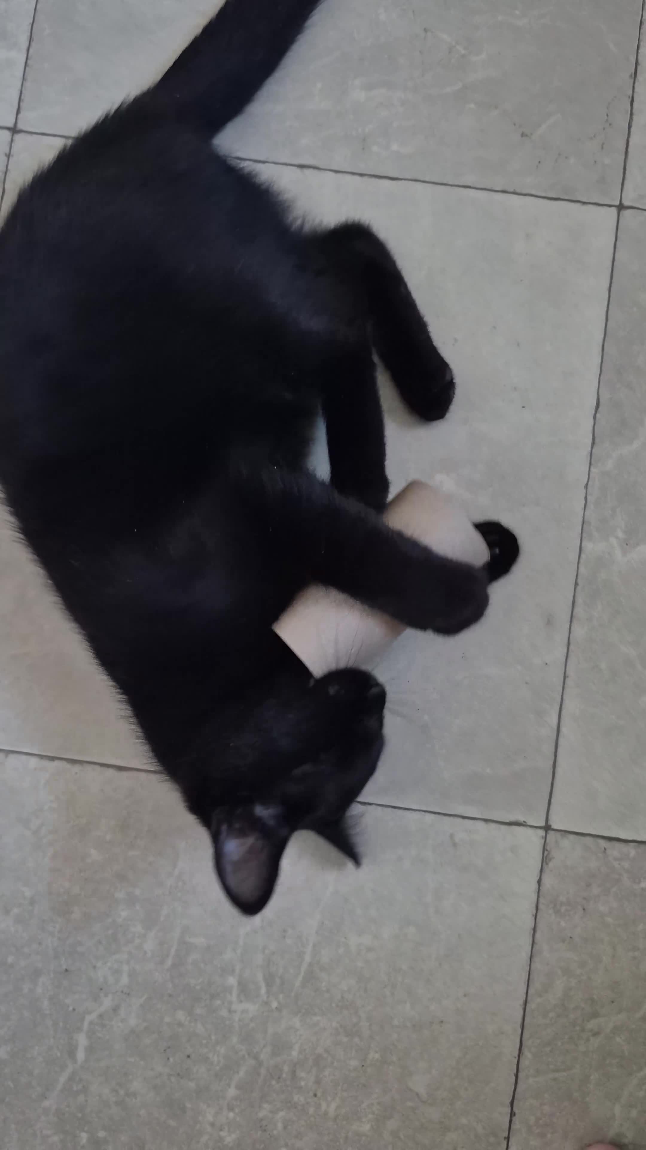 Mixed Breed cats for sale: 💓very playfull russian blue cat and ragdoll mix  - Video 3