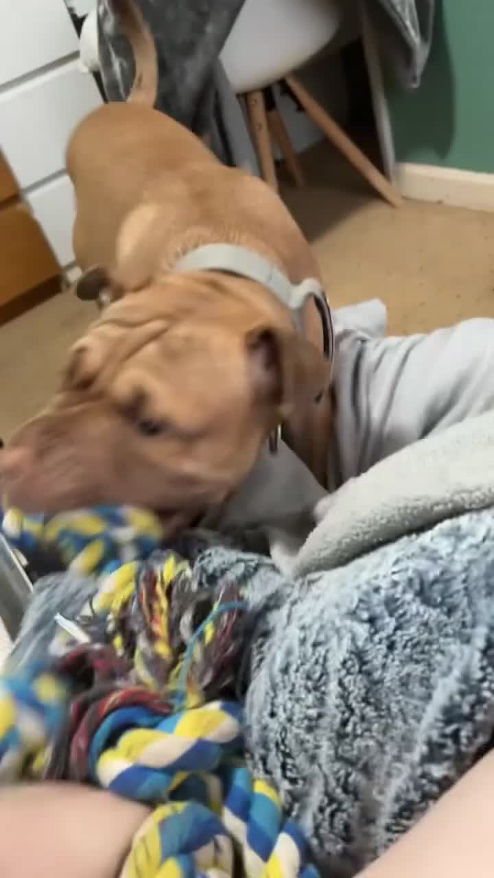 Mixed Breed dogs for sale: Kilo  - Video 3