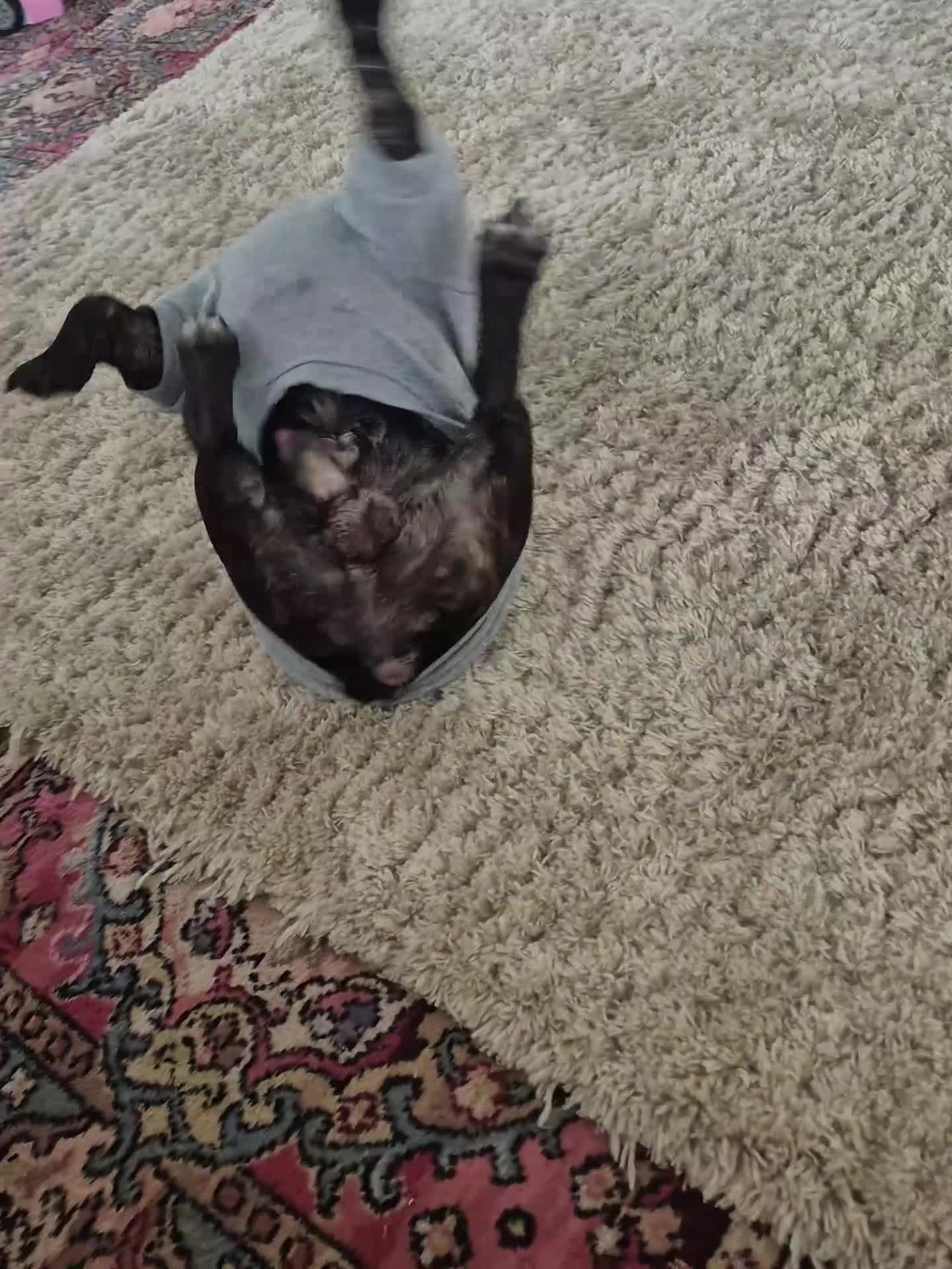 French Bulldog dogs for sale: French bulldog  - Video 1