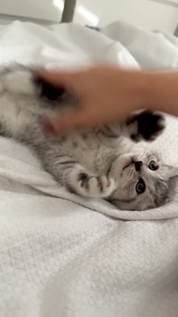 British Shorthair cats for sale: Adorable British Shorthair Kittens–Playful, Loving in Wembley - Video 2
