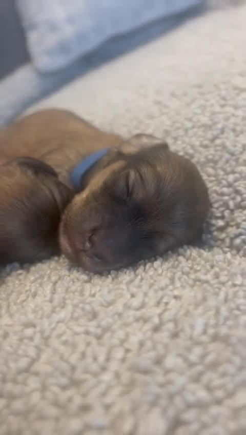 Miniature Dachshund dogs for sale: Reservation list now open! - Video 5