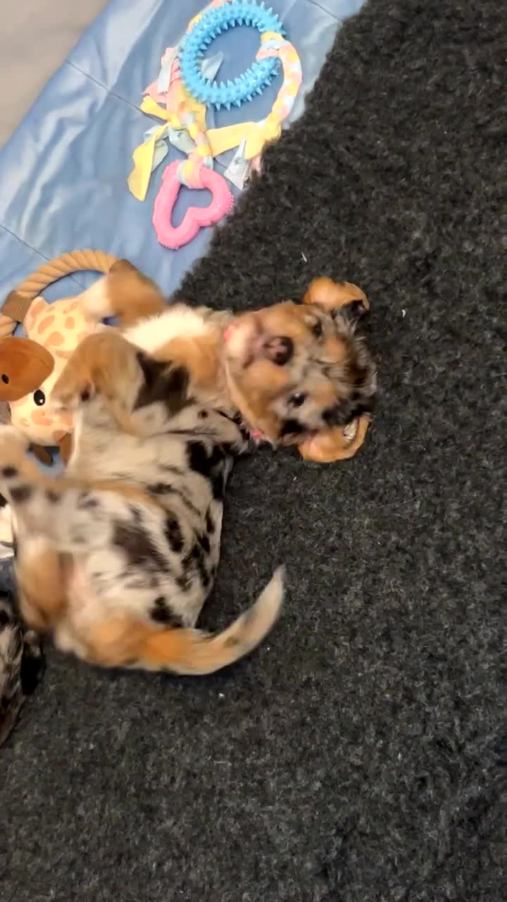 Mixed Breed dogs for sale: Beagle x cockapoo merle puppies - Video 2