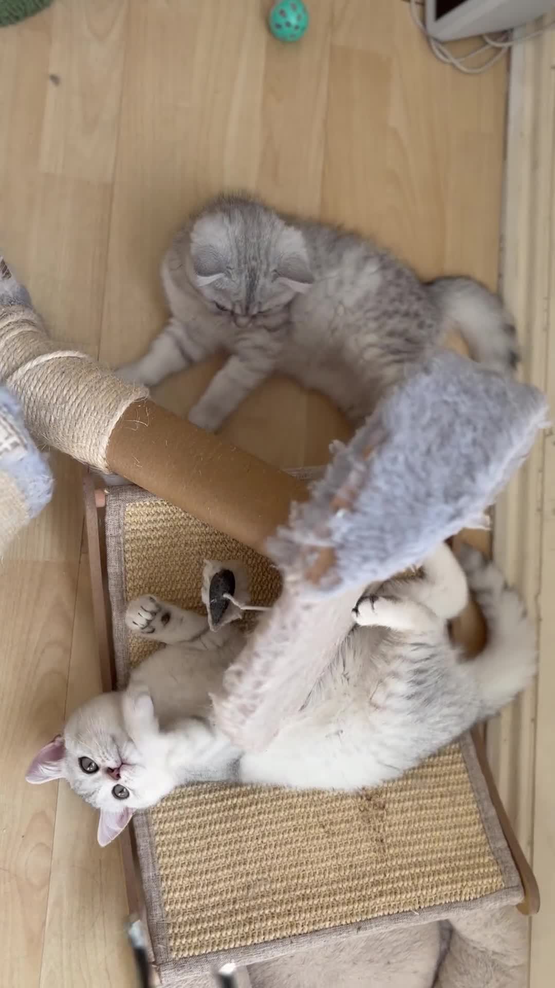 British Shorthair cats for sale: Pedigree|Champion Lines|GCCF Registered| - Video 3