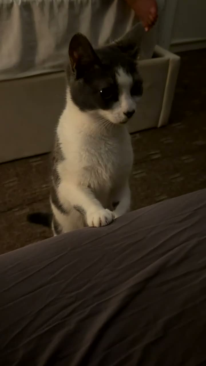 Domestic Shorthair cats for sale: Miss Fatima - Video 2