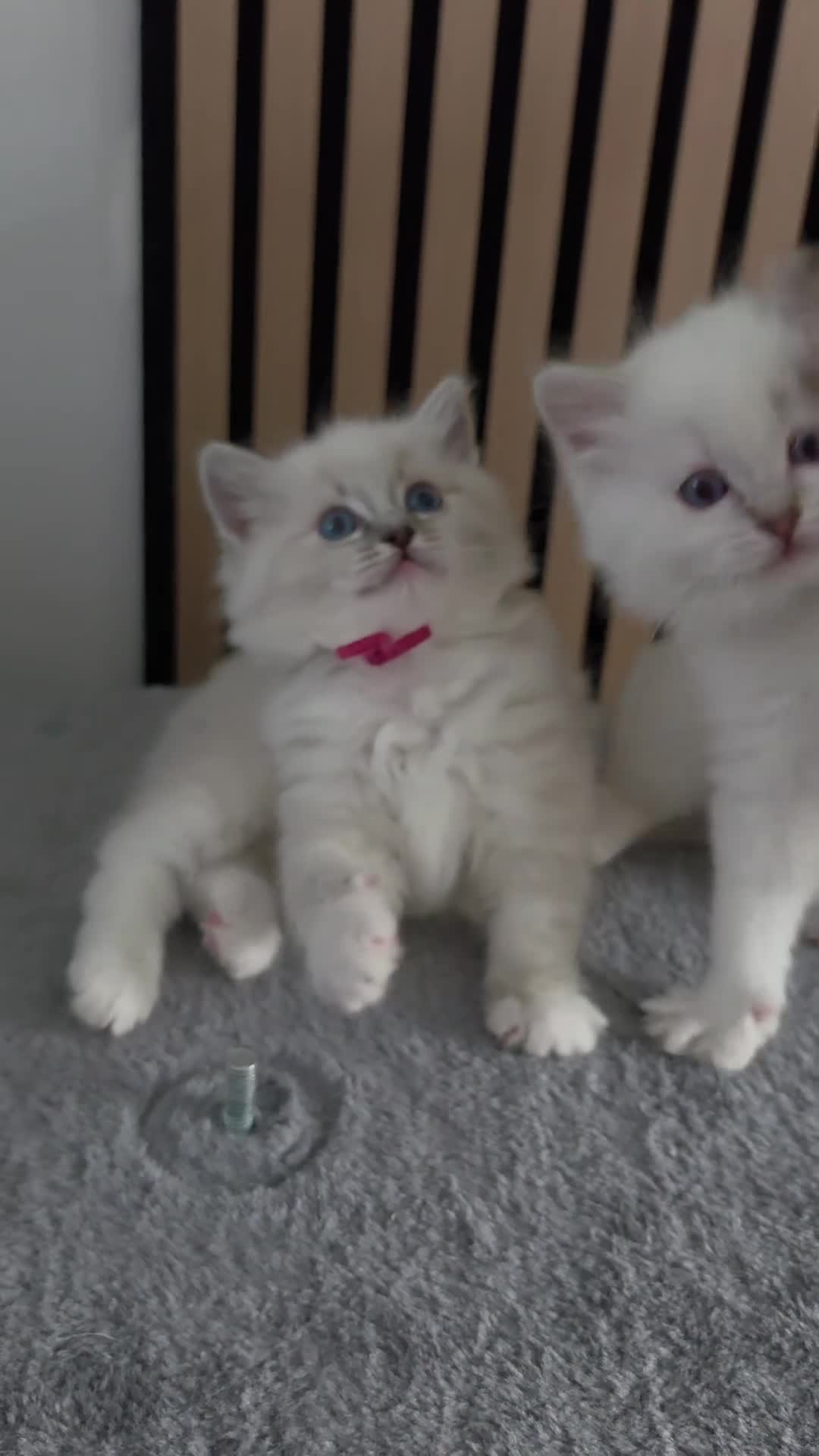 Ragdoll cats for sale: 🩷TICA registered Ragdolls🩷 - Video 3
