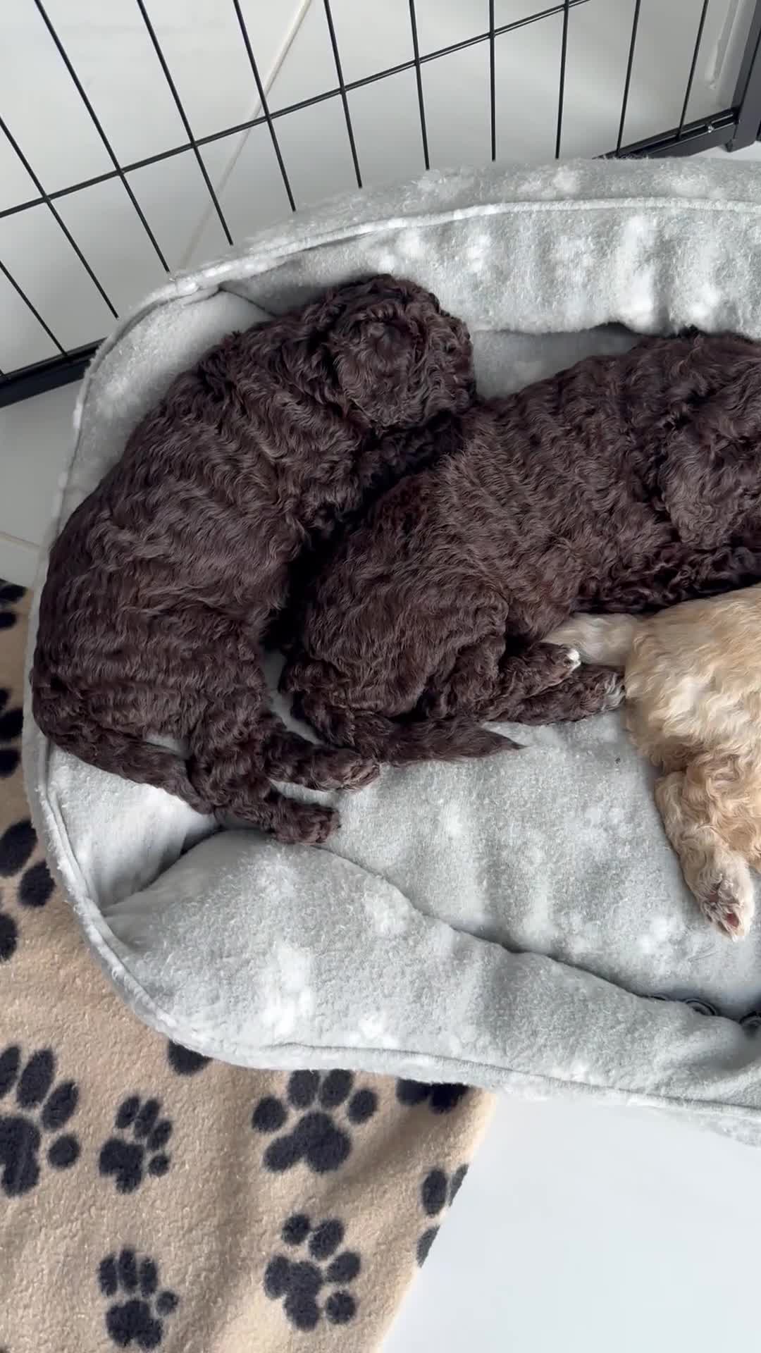 Labradoodle dogs for sale: Beautiful litter of F2b curly labradoodle puppies! - Video 1