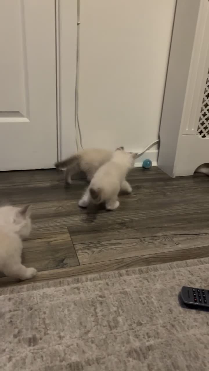 Ragdoll cats for sale: Beautiful Litter of 6 Ragdoll Kittens- 7 weeks old in Ellesmere Port - Video 1