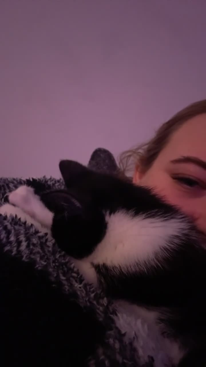 Mixed Breed cats for sale: My Milo - Video 1