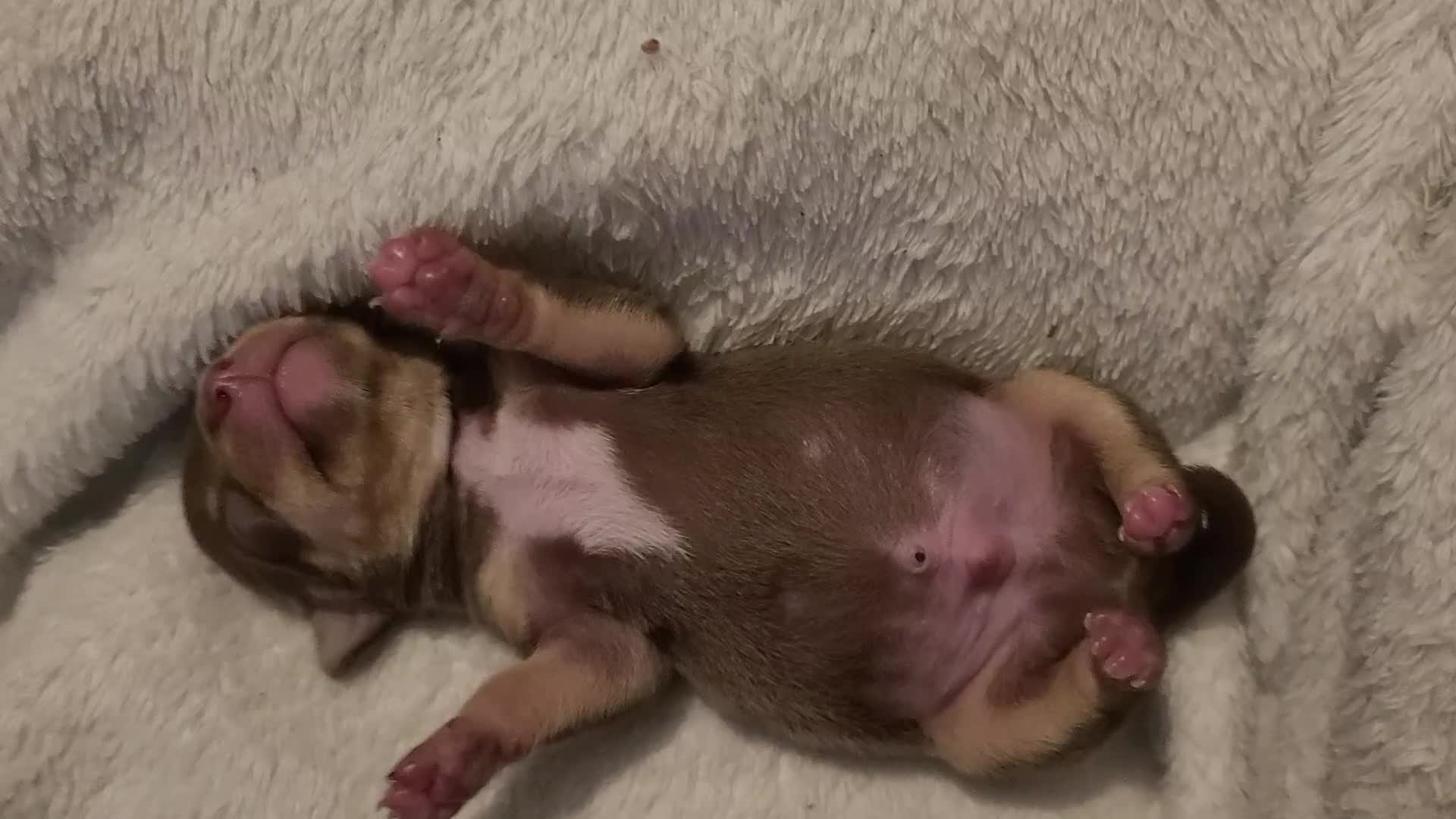 Chihuahua dogs for sale: Smooth coat chihuahua  - Video 2