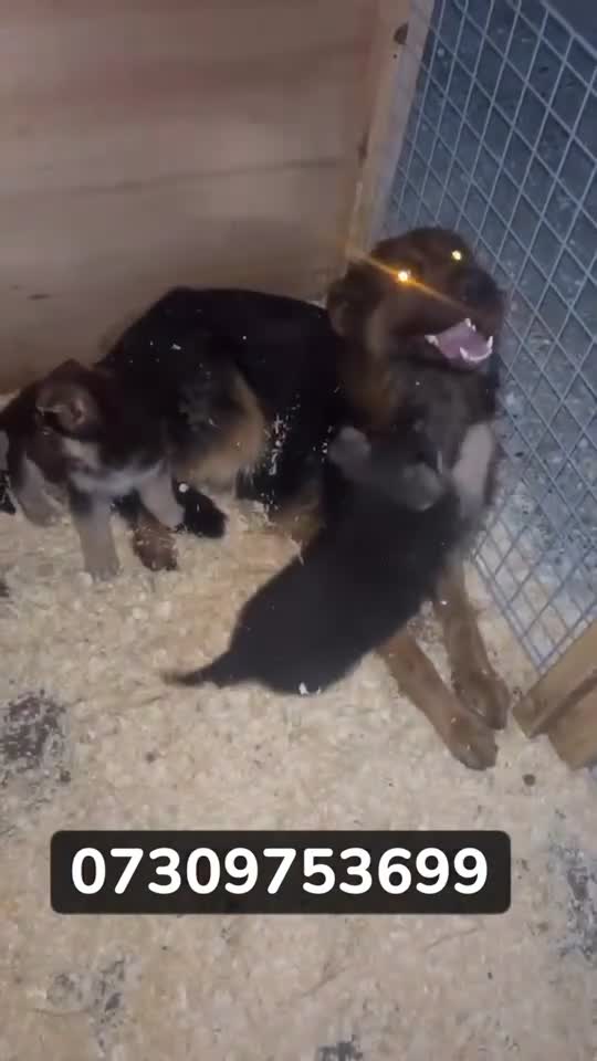 German Shepherd dogs for sale: Beautiful litter of coloured German shepherds!  - Video 1