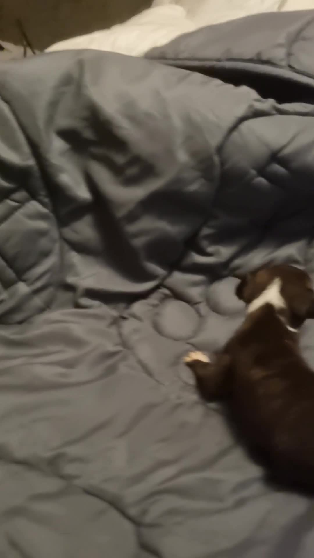 American Bull Staffy dogs for sale: American bull Staffy puppies in Chatham - Video 3