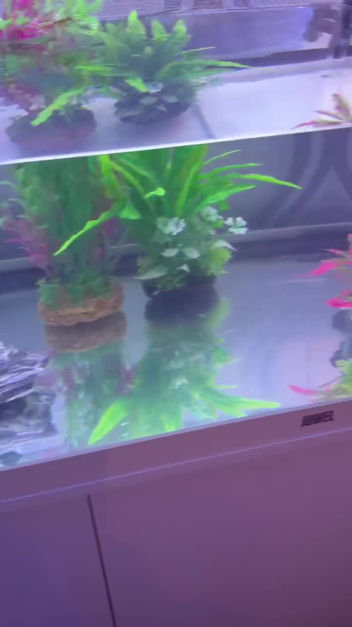 Terrapin reptiles for sale: 2x diamondback terrapins & juwel tank setup - Video 4