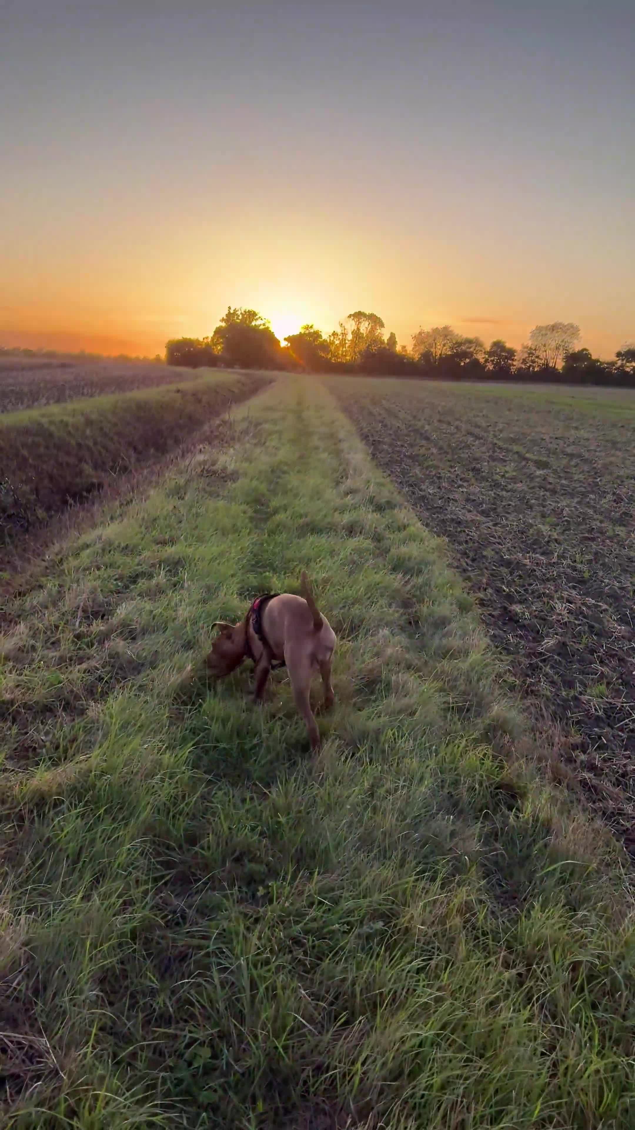 Mixed Breed dogs for sale: Seeking forever home for the sweetest girl  - Video 3