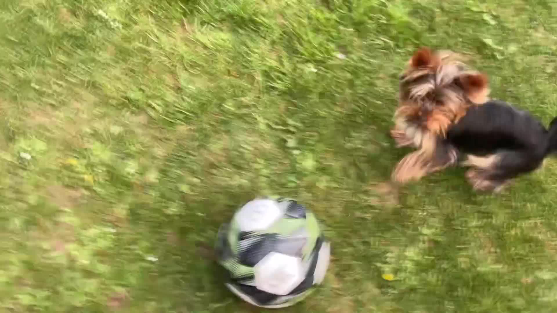 Yorkshire Terrier dogs for stud: For stud - Video 1