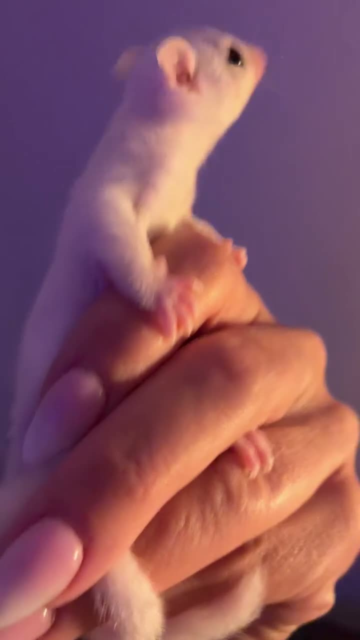 Sugar Glider rodents for sale: Rare trio born sugar babies - Video 2