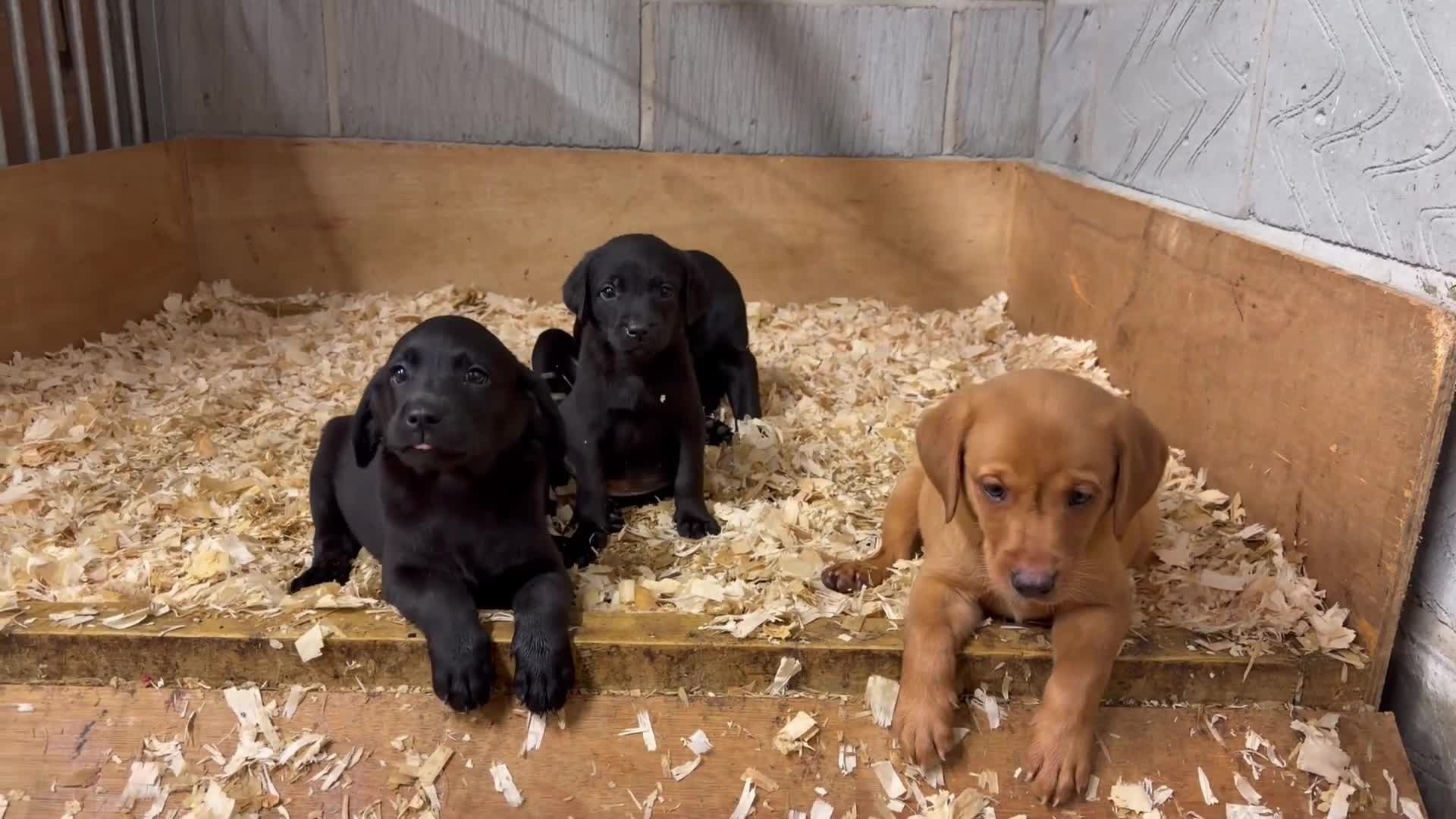 Labrador Retriever dogs for sale: Working Labrador Puppies - Video 2