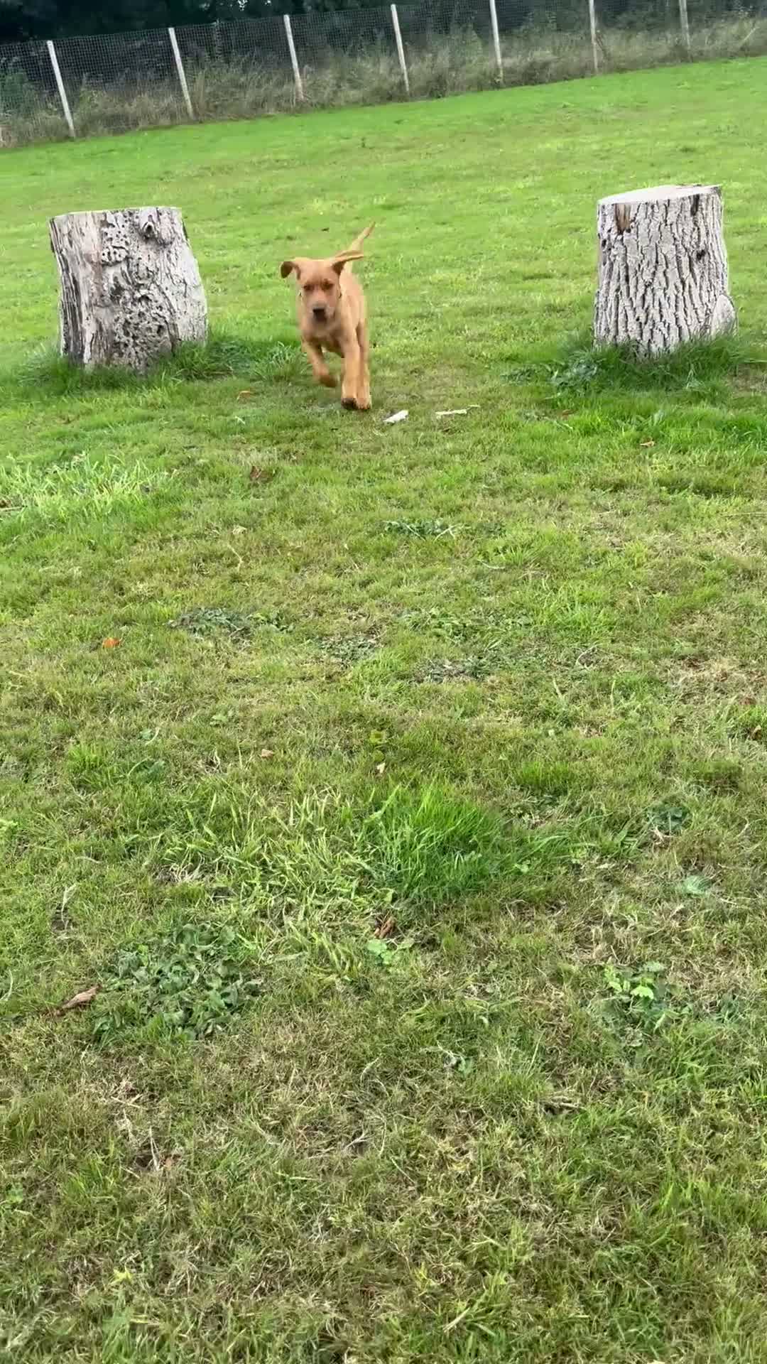 Labrador Retriever dogs for sale: Looking to rehome are 5 month old Labrador  in Carmarthen - Video 1