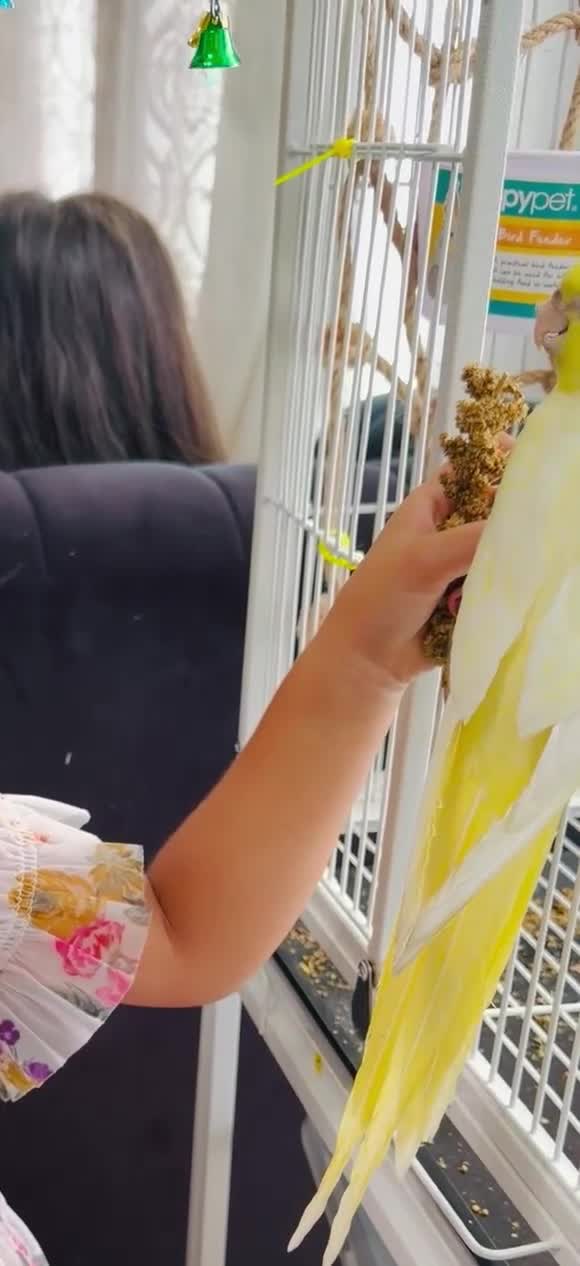 Cockatiels birds for sale: Hand-Reared Cockatiel with Full Setup – CR0 7UX - Video 1